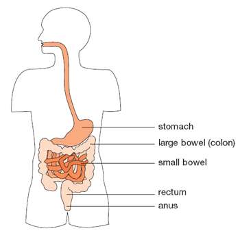 The Small Bowel