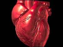 Heart Organ
