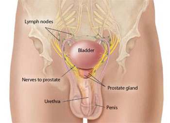 The Prostrate