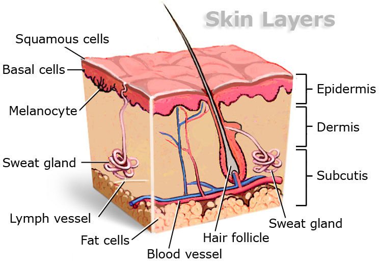 SKIN- do you fit in to yours