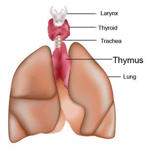 The Thymus Gland