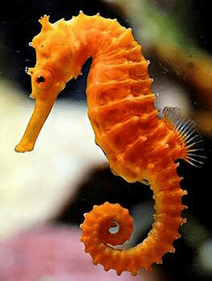 The Seahorse speaks for you