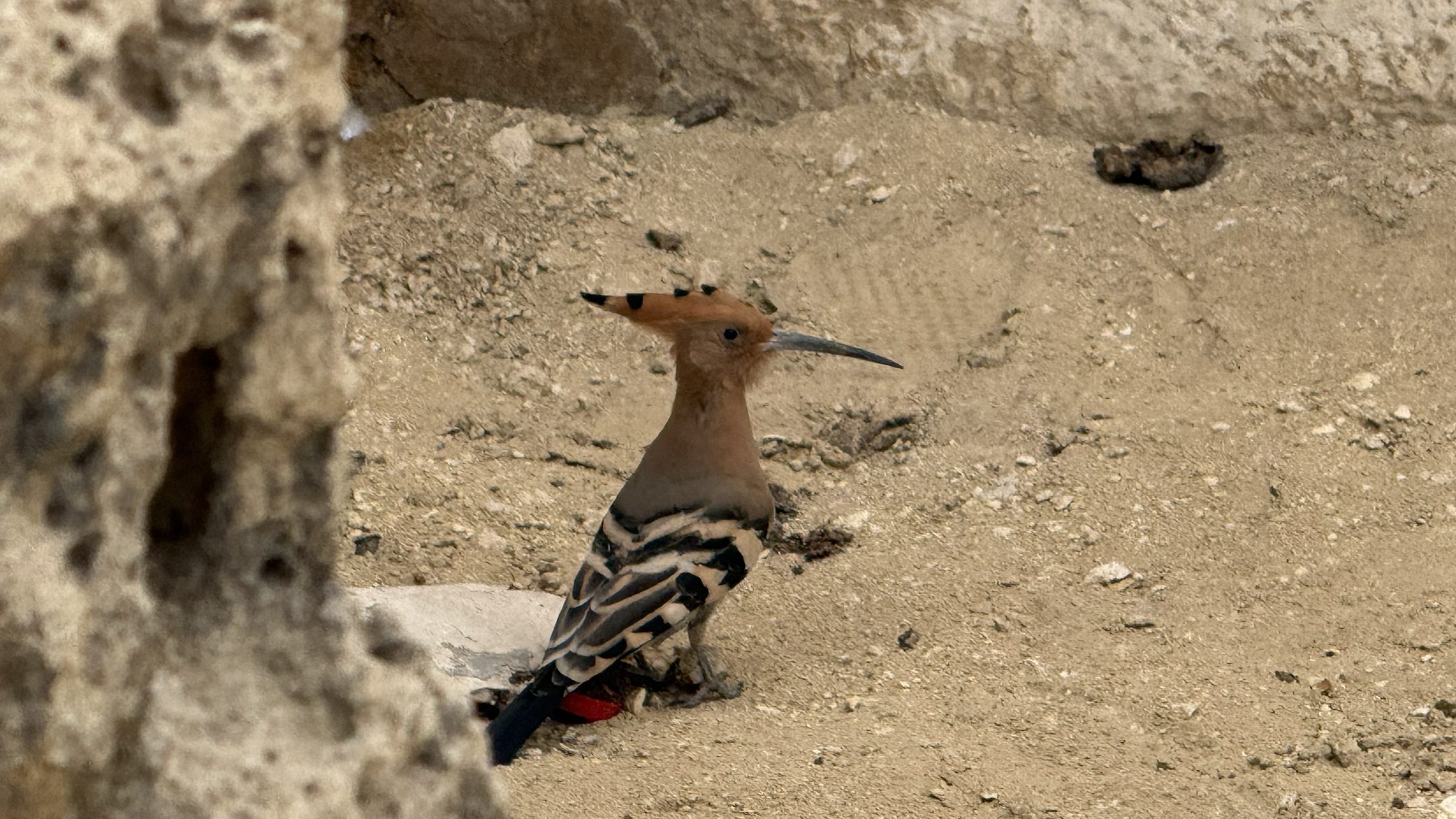 Egyptian HOOPOE or HUD HUD Bird